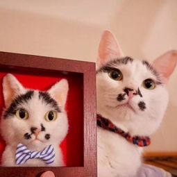 艺术家用羊毛制作的3D猫,像真的一样,可以给自家主子来一幅