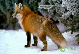 怎么做好狐狸养殖的卫生与防疫工作