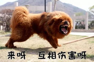 养宠上海人必知 这样子养狗还会影响个人信用