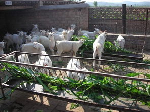 农村圈养羊群的养殖技术管理5要点,寒羊的养殖技术与管理