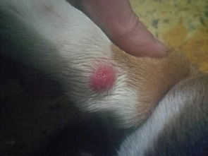 四个半月狗狗腿上长了一个红水泡 这是什么 怎么治疗啊 