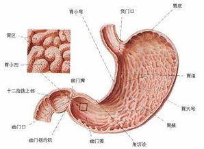 胃病是什么?胃病有什么症状？得了胃病怎么治疗？去哪里治疗？