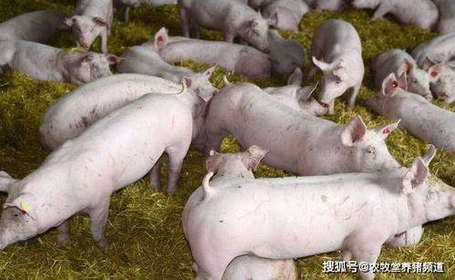 猪水肿病的发病原因及症状有哪些