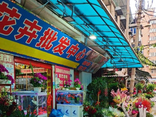 武汉这个花鸟市场,买花如同买菜,藏在闹市区少有人知