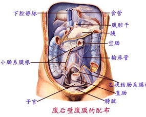 女性身体构造 搜狗图片搜索