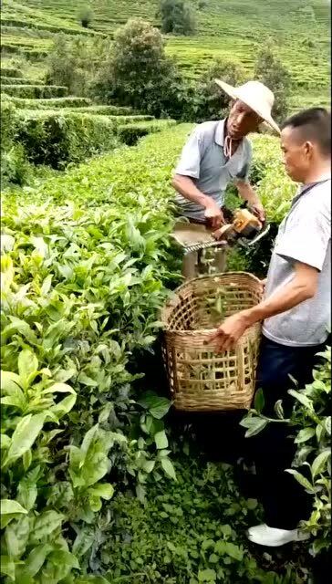 茶为什么要人工采摘  第2张