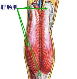 胫骨平台解剖图 搜狗图片搜索