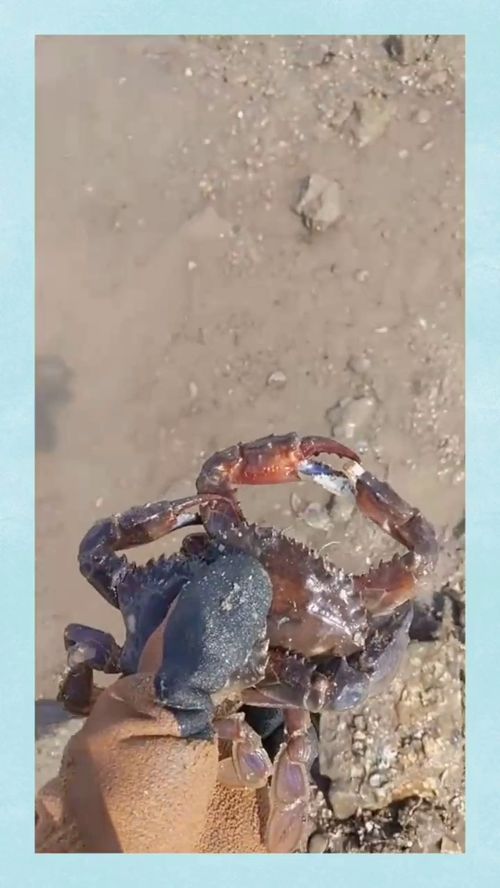 一只螃蟹(一只螃蟹歌词)