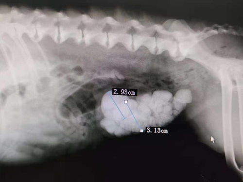 狗狗膀胱结石手术费用是多少 术后该如何预防复发