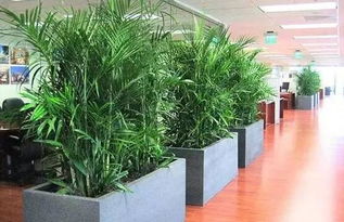 植物在办公室内如何摆放 植物可以完善办公室风水布局