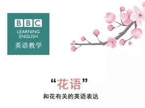 涨姿势 英国BBC带你了解 各种不同花的 花语 