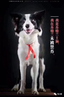 为中华田园犬发声 求求杭州给它们一条生路