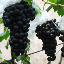 夏黑葡萄图片 为什么少吃夏黑葡萄