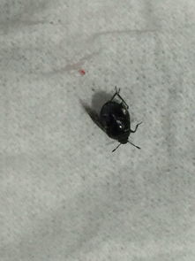黑色的带小翅膀的虫子是什么啊 