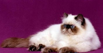 全球20大最粘人的猫咪,最后一种人类最完美的伴侣