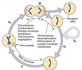 什么是细胞周期，可分为哪四个阶段