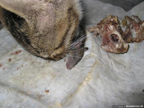 猫吃老鼠为什么不见血 