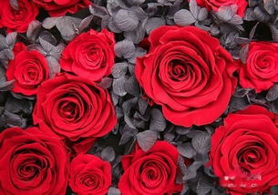 火焰玫瑰的花语和寓意,红玫瑰配满天星代表什么花语？