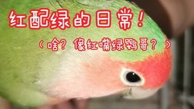 红嘴绿鹦鹉和绿桃的区别？