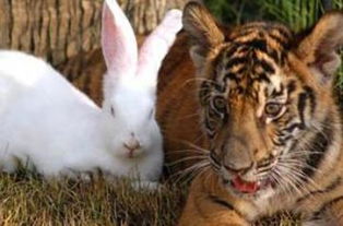 老虎和兔子联系在一起你会想到什么场面呢
