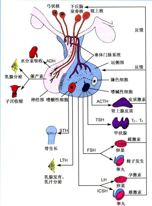 女人与男人的内分泌特点有什么不同