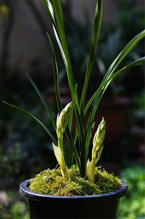 兰花种植常见肥料的作用及自制肥料方法,兰花专用肥料配方大全