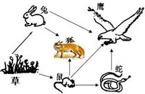 如图是某草原生态系统的食物网,据图回答 1 该食物网中有 条食物链,其中最长的一条是 用 