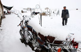 六月飞雪润草原 