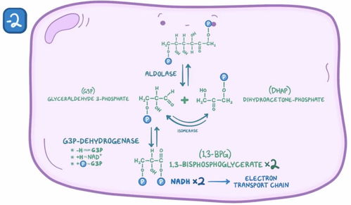 Glycolysis 糖酵解