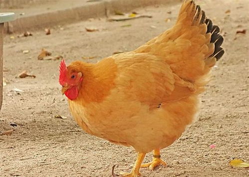 一只鸡的寿命有多长 如果一直不杀的养下去,它能活多久