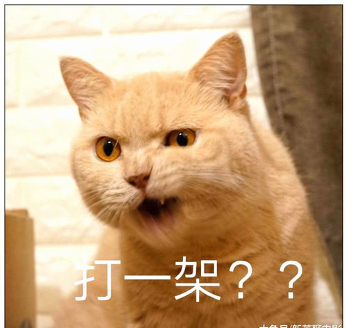 橘猫戴帽子的微信头像 搜狗图片搜索