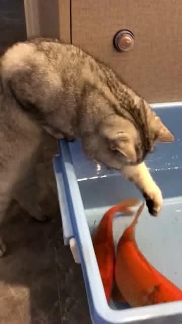 猫 我就喝喝鱼汤,我不吃鱼哈 