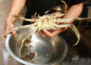 江苏海门市悦来镇村民在河里捕获1只巨型野生大闸蟹 