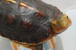 黄缘龟价格多少钱一只 有多少品种 怎么分公母