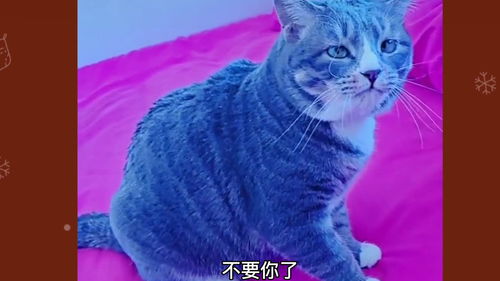 搞笑川话,帅气的猫咪 