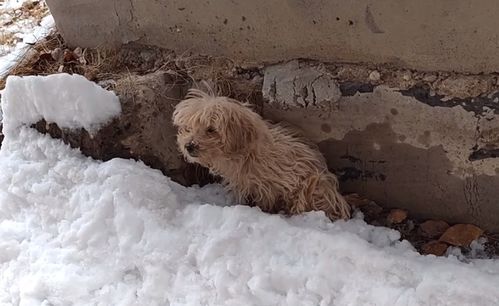 雪地里险些被冻僵的流浪狗,如果没人发现,谁又知它竟有如此颜值