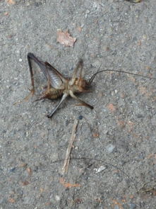 有谁知道这是什么虫子 有只脚很长 