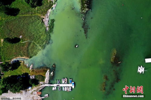 瑞典海岸附近现有毒蓝绿藻 