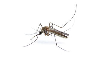 杀虫公司 蚊虫的综合治理概念