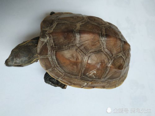 乌龟死亡后如何制成乌龟标本 采用风干法可以快速保存乌龟干尸