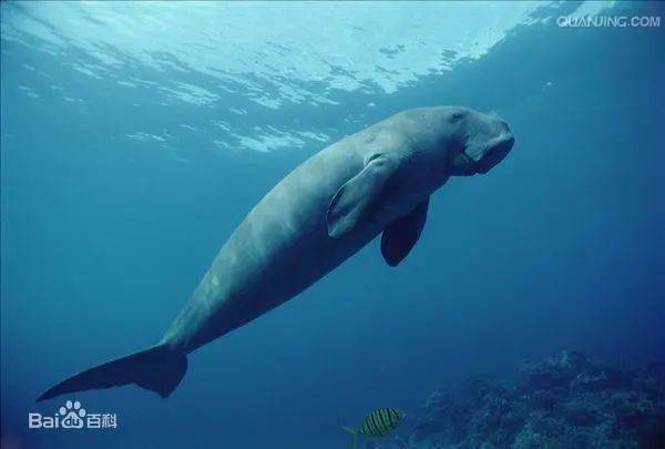 世界海洋日 来看看你认识多少海洋生物