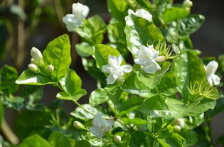 茉莉花花苞能用花多多吗？