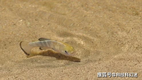 魔鬼洞中的沙漠鱼,独自演化5万年,却因被人类发现而濒临灭绝