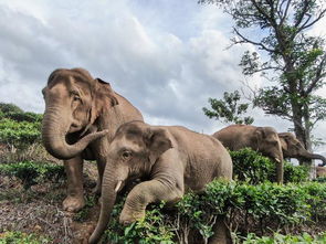 为了19头野生亚洲象,他监测了四五年,如今用上无人机