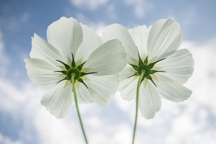 梨花欲晚，一场别离的美丽守望，梨花欲晚的意思是什么