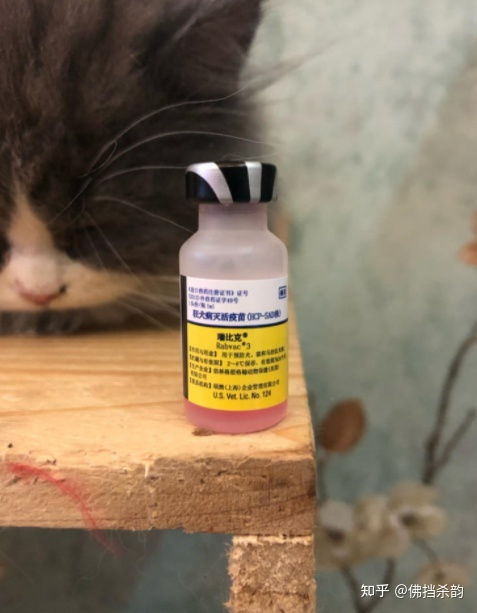 猫咪疫苗多久打一次 一定要打狂犬吗 