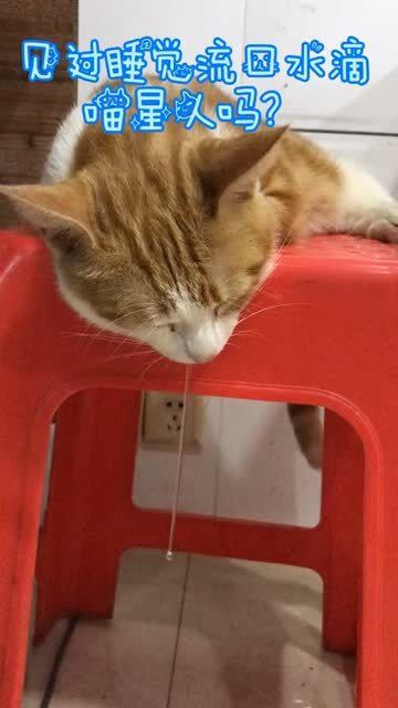 见过睡觉流口水的猫吗,想知道这只橘猫梦见什么好吃的,口水流成这样 