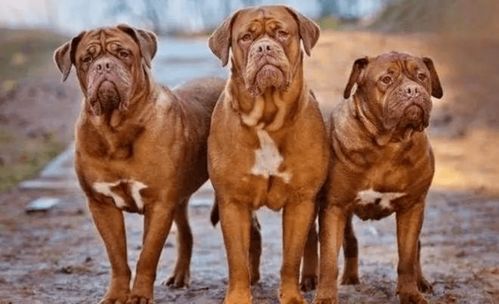 世界公认的两大猛犬 波尔多犬和普雷萨犬,谁的战斗力更强