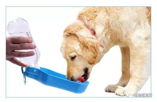 宠物狗狗每天应该喝多少水 喝什么水 99 铲屎官不知道 