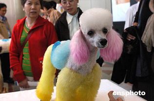 北京举办宠物用品展览会 